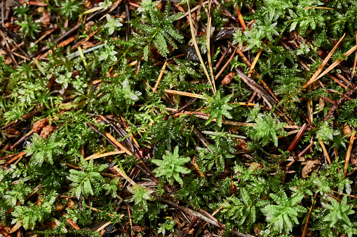 Close up of the forest floor with its mix of decayed plant material and green moss
