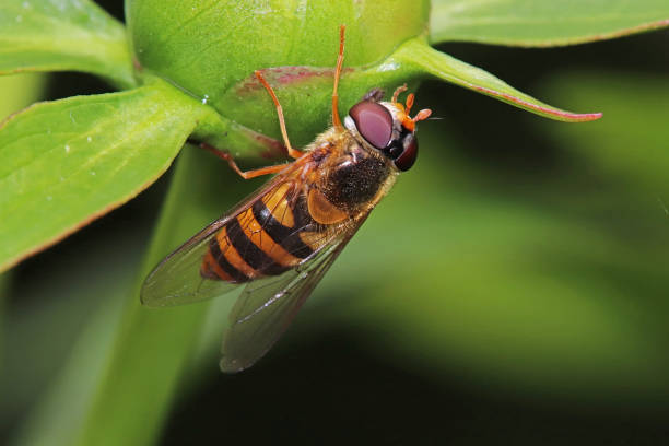istock Syrph of the gooseling (Syrphus ribesii). 1254366412