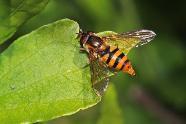 istock Syrph of the gooseling (Syrphus ribesii). 1254366646