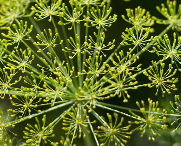 istock dill flowers grow on a green stem 1254366754