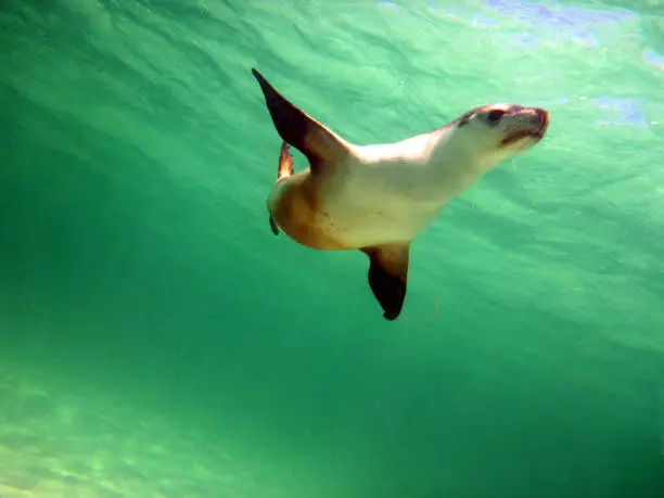 Sea lion swimming gracefully on the ocean