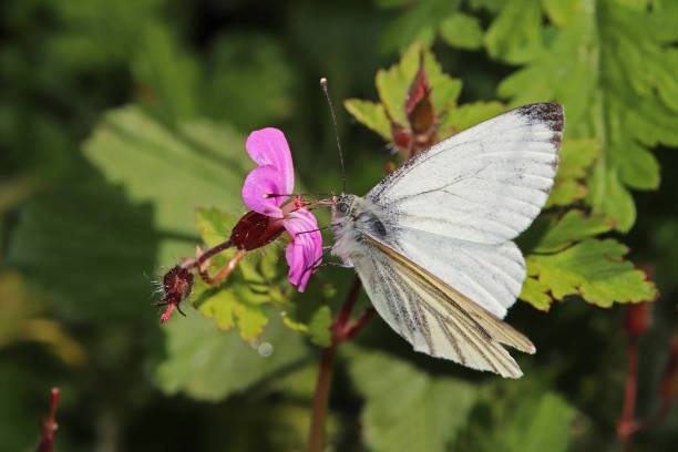 istock Piedride of turnips (Pieris napi). 1254368837