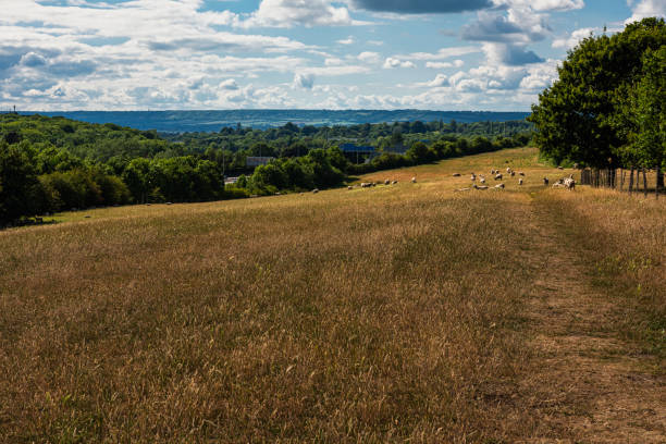 Fields and sheep near Boxley in Maidstone, Kent