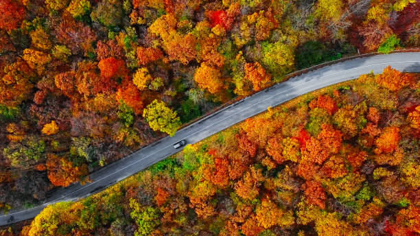 カラフルな秋の森の中の曲がりくねった山道の頭上の空中写真 - forest autumn aerial view leaf ストックフォトと画像