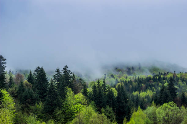 istock a carpathian landscape at the morning 1254369915