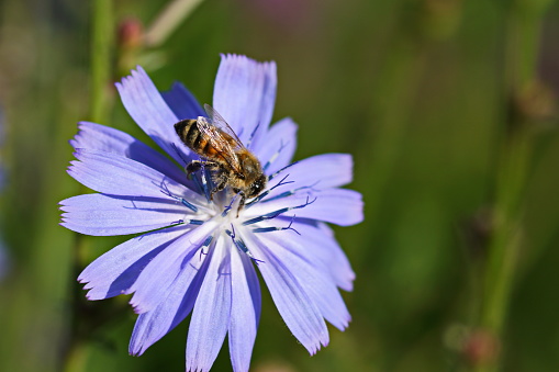 Bavaria, Germany. Close-up of  a bee on a chicory meadow flower at a Wild flower meadow.