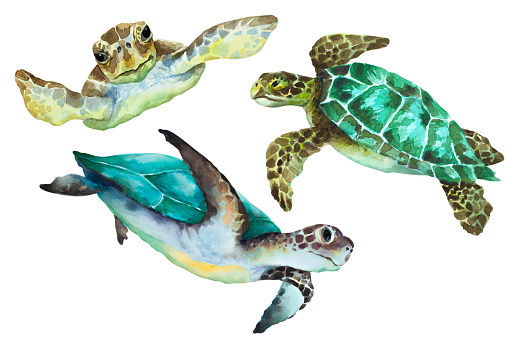 Se  green turtles on a white background, watercolor hand drawing illustration.