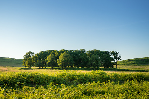 Tree forest in United Kingdom