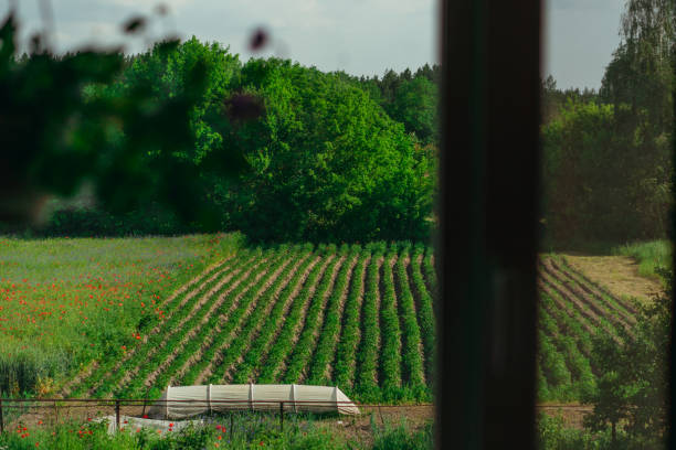 istock Window. A window overlooking the garden on which the potatoes grow. 1254372613