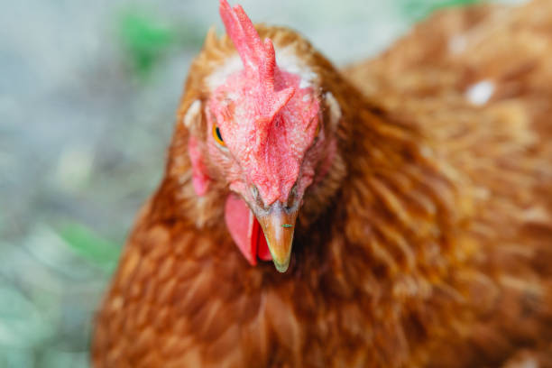 istock A hen. Close-up portrait of a chicken. 1254372677