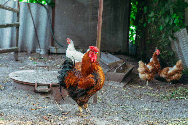 istock Cock. A rooster walks around the chicken coop and crowes. 1254372787
