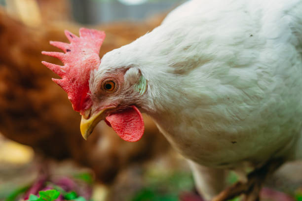 istock Hen. Chickens in the chicken coop eat grass. 1254372848