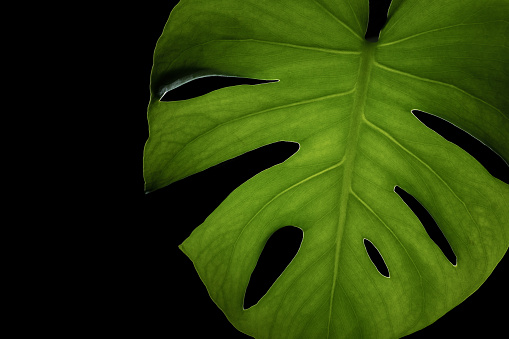 Monstera deliciosa leaf on black background