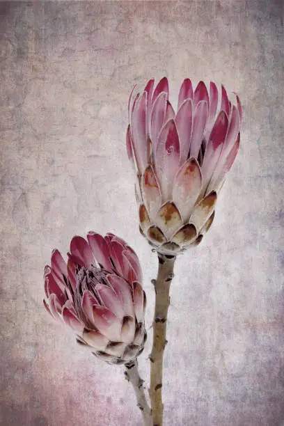 Heads of two protea flowers, vintage effect background.