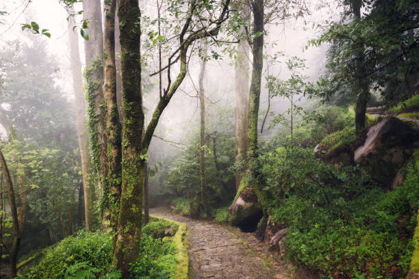 istock Path crossing a forest with fog 1254374186