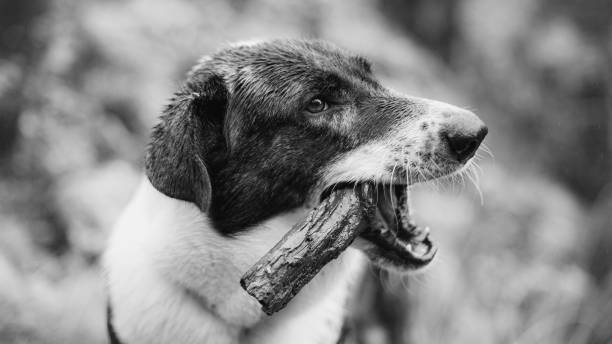 istock Funny and big dog biting a stick 1254374197