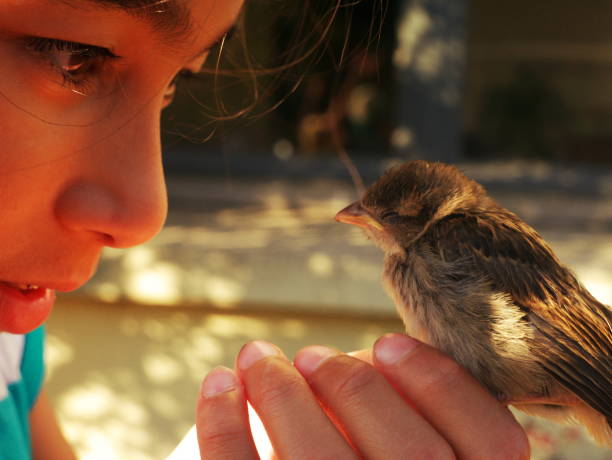 istock Close-up of a child holding a sparrow in his hands. 1254376816