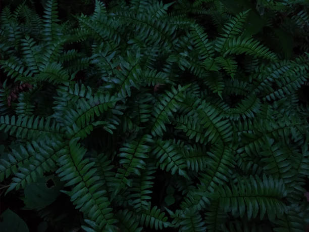 istock Green fern leaves in the forest 1254377841