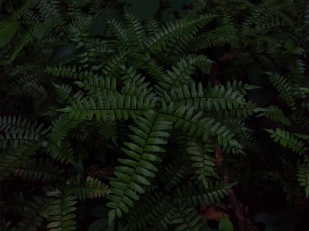 istock Green fern leaves in the forest 1254377858