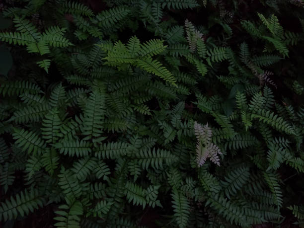 istock Green fern leaves in the forest 1254377871
