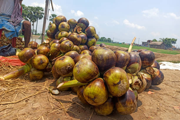 istock Some fresh green palms (Borassus flabellifer) are stacked for sale 1254379575