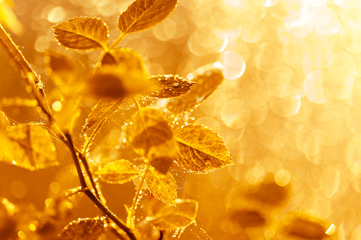 Autumn leaves with water drops and spider web at sunset over blurred background. Soft focus, macro