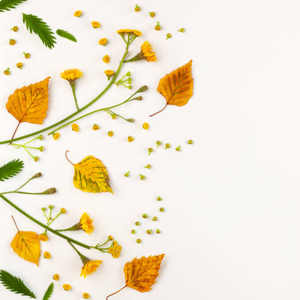 istock Autumn composition with autumn dried leaves 1254380239