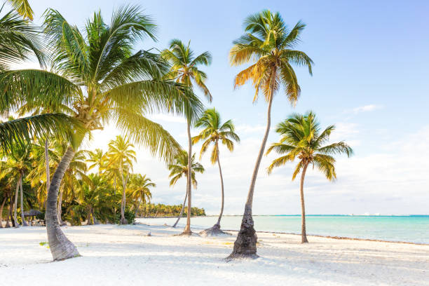 istock Coconut palm trees an pristine bounty beach 1254380259
