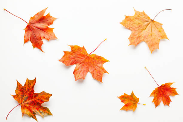 istock Autumn composition with autumn dried leaves 1254380261