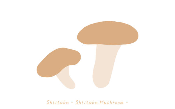 Autumn taste, simple mushroom illustration Shiitake Vector illustration Autumn taste, simple mushroom illustration Shiitake
Vector illustration crimini mushroom stock illustrations