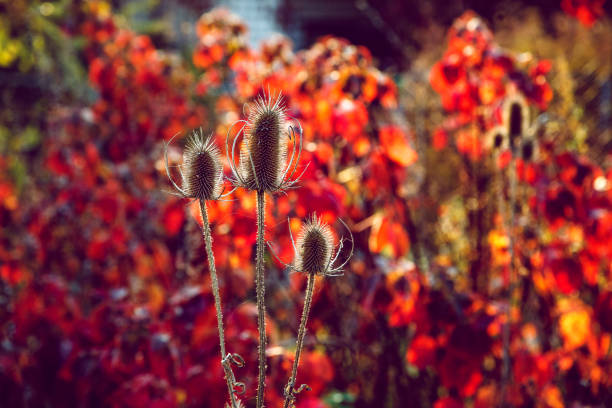 A brown dry thistles and bright red background. Autumn sunset.