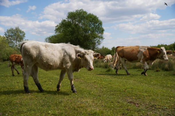 istock Cattle cows graze in the grass on a farm. Keeping cattle outdoors. Cattle-breeding. Blue sky with clouds. Europe Hungary 1254380745