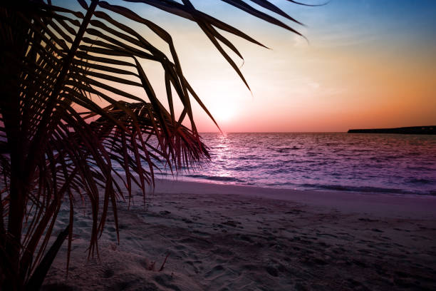 istock Silhouette of coconut palm leaf on sunset background 1254381301