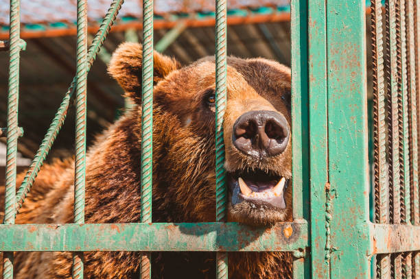 istock A bear looks through the bars of a zoo cage. 1254381852