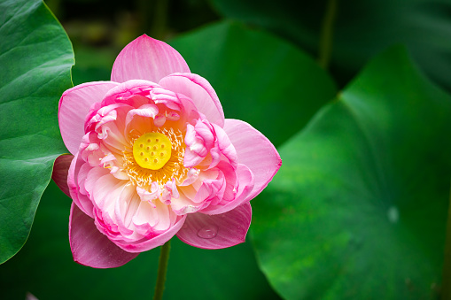 pink lotus flower on white background