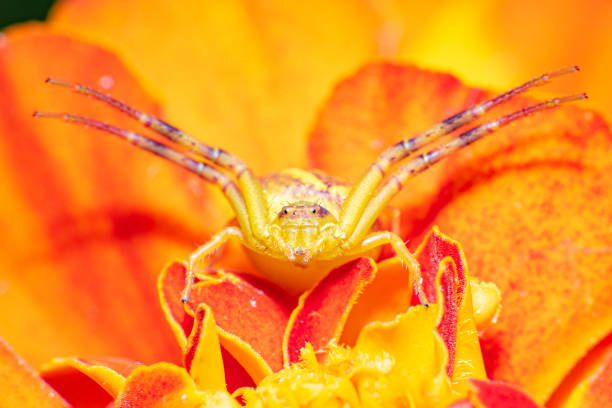 Macro, a beautiful world of textures and colors