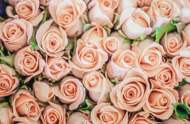 istock Full Frame of Roses Bouquet 1254384999