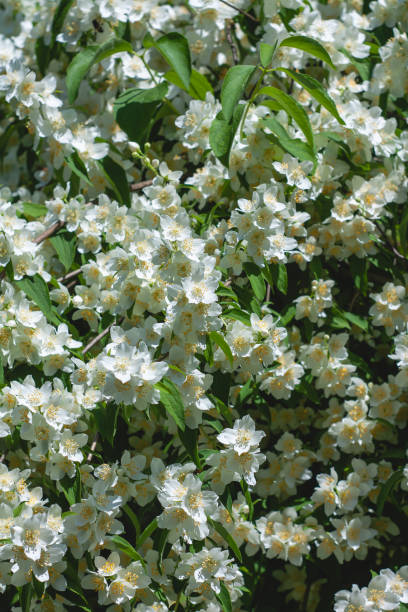 istock Philadelphus (mock-orange) in the sun 1254385538