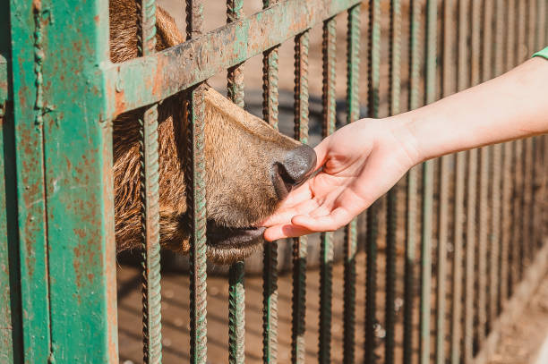 A bear holds the fingers of a human hand in its mouth through the bars of a zoo cage. A bear holds the fingers of a human hand in its mouth through the bars of a zoo cage. Animal care in a veterinary hospital for wild beasts prison meal stock pictures, royalty-free photos & images