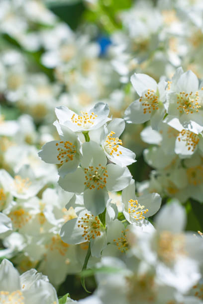 istock Philadelphus (mock-orange) in the sun 1254385639