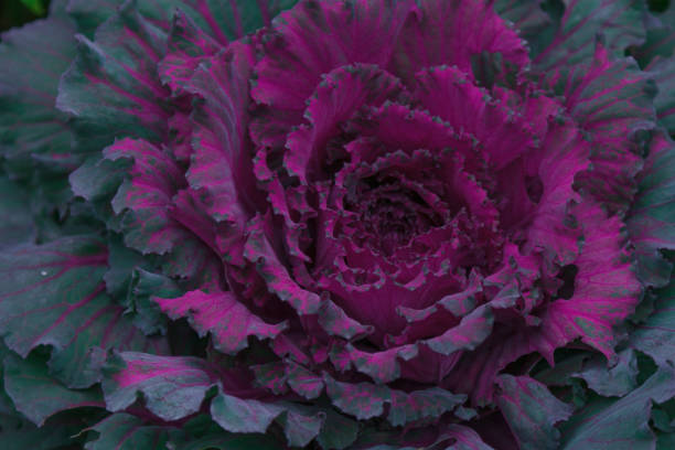istock Big swing of the original cabbage - red flower. 1254389126