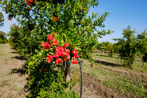 Pomegranade Plants Field in South Italy