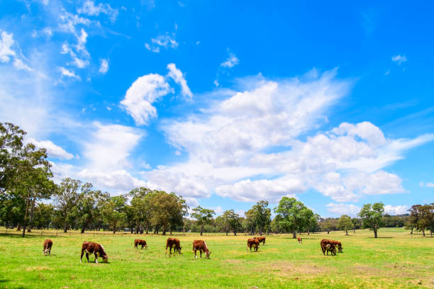 istock Cows grazing on a dairy farm in Adelaide Hills 1254389827