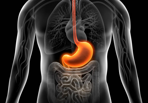 istock Stomach and Human Digestive System Illustration 1254390096