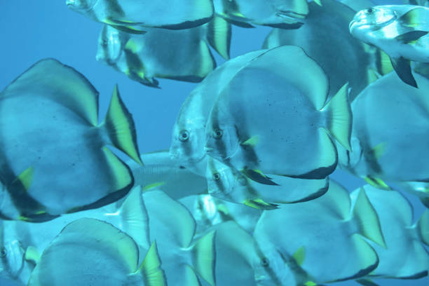 A large school of butterfly fish