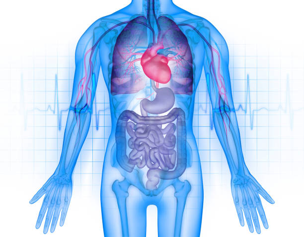 illustrazione 3d organica interna umana - capillare corpo umano foto e immagini stock