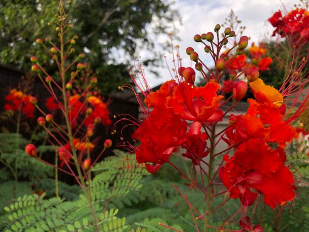istock Pride of Barbados 1254390357