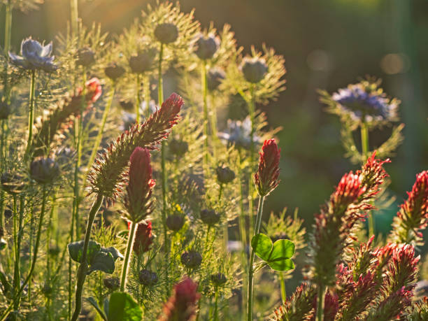 istock Love in a mist in the morning backlight 1254390443