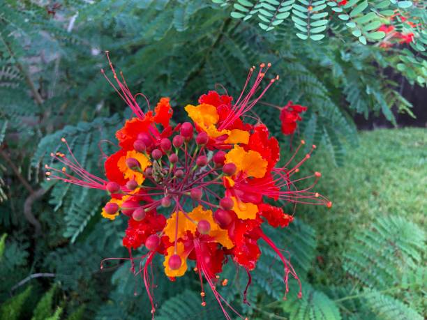 istock Pride of Barbados 1254390448