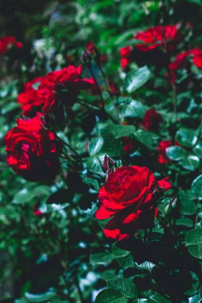 istock Extremal close-up of red rose 1254392338
